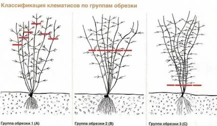 Tunderea pas Clematis cu instrucțiuni pas, portalul de construcție