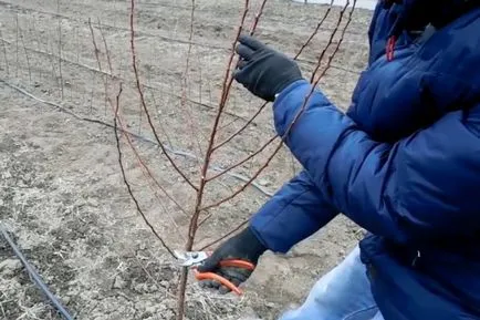 Tunderea primăvară caise, vara și toamna, schema precum și o mai bună (bun) Tunderea primăvară caise, vara și toamna, sistemul precum și o mai bună