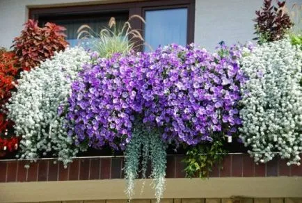 Efectuarea flori de balcon
