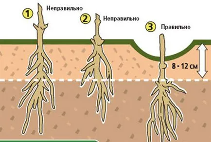 Tunderea pas Clematis cu instrucțiuni pas, portalul de construcție