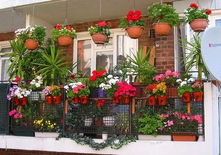 Efectuarea balconul de flori și de design, stand ampelnye decora plante frumoase, fotografii și