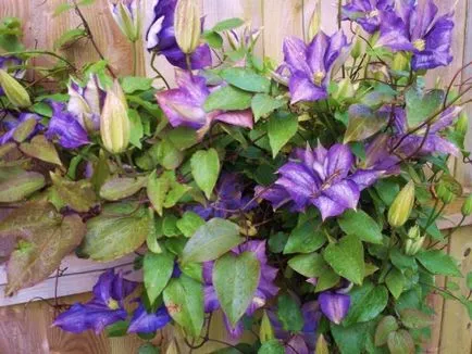 Tunderea pas Clematis cu instrucțiuni pas, portalul de construcție