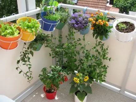 Efectuarea flori de balcon