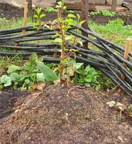 Tunderea pas Clematis cu instrucțiuni pas, portalul de construcție