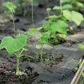 Castraveți smarald flux caracteristic și descrierea soiului, în special de plantare