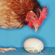 Descrierea instrucțiunilor de premixuri, vitamine și suplimente pentru găinile ouătoare Ryabushko, zdravur și miavit