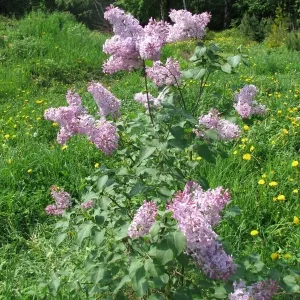 Din nou, liliac înflorit nu