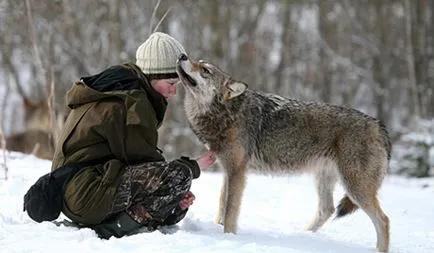 Definiți un lup sau un câine, suntem de lucru cu lupi - Lair Wolf
