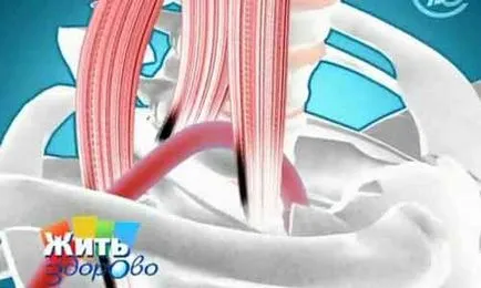 Amorteala în mâinile - un simptom periculos de Sanatate cu Elena Malysheva (amorțeli) Amorteala în mâinile - un simptom periculos al Sanatatii cu Elena Malysheva