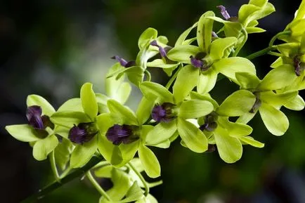 Orhidee Dendrobium Nobile
