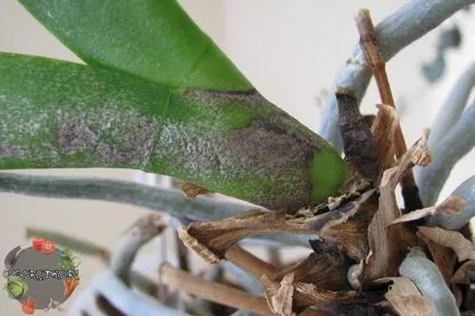 Dendrobium orhidee - un sfat bun pentru îngrijire, udare, fertilizare, transplantare