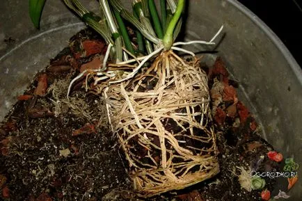Dendrobium orhidee - un sfat bun pentru îngrijire, udare, fertilizare, transplantare