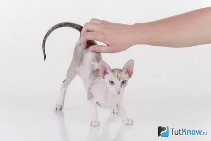 Descrierea și prețul de sfinx peterbald Petersburg