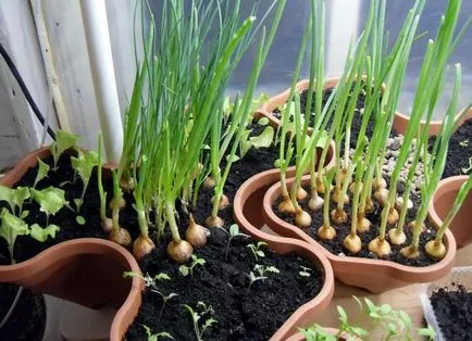 O gradina de legume pe pervazul ferestrei 5 tipuri de plante, care sunt ușor să crească