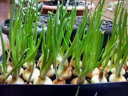 O gradina de legume pe pervazul ferestrei 5 tipuri de plante, care sunt ușor să crească