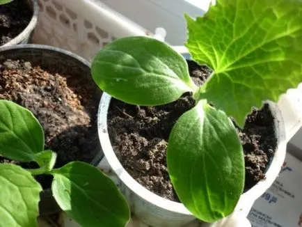flux castravetele smarald soiuri f1 caracteristice, de plantare și îngrijire răspunsuri (flux) flux Castravete smarald soiuri caracteristice f1, plantare și îngrijire comentarii