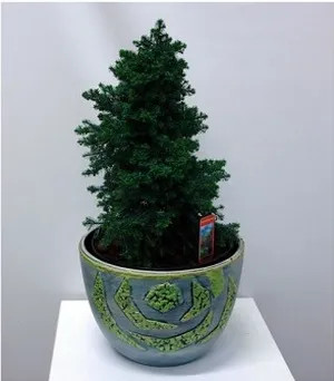 Caracteristici de îngrijire la domiciliu pentru kiparisnikom decorative (hamaekiparisovikom) (îngrijire) Caracteristici de îngrijire la domiciliu pentru kiparisnikom decorative (hamaekiparisovikom)