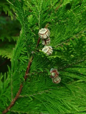 Caracteristici de îngrijire la domiciliu pentru kiparisnikom decorative (hamaekiparisovikom) (camera chiparos se usuca ce să facă) Caracteristici de îngrijire la domiciliu pentru kiparisnikom decorative (hamaekiparisovikom)