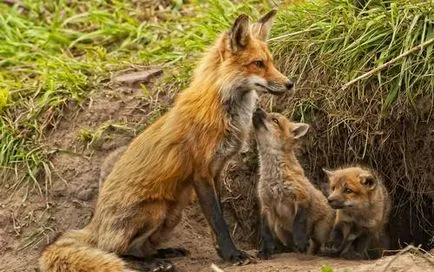 Caracteristici ale vulpi de comportament, în cazul în care să se uite și sfaturi de aplicare de la vânători cu experiență cu imagini video