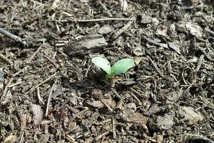 Caracteristici și secretele de pepeni verzi cultivate în Siberia