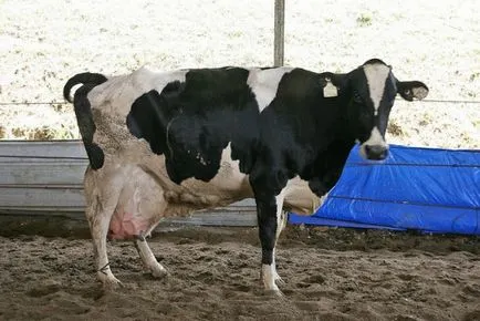 vaci fătării și viței au primit totul despre naștere, cum să dea naștere (vaca) Fatare vaci și viței au primit totul despre naștere, cum să dea naștere