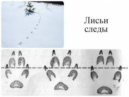 Caracteristici ale vulpi de comportament, în cazul în care să se uite și sfaturi de aplicare de la vânători cu experiență cu imagini video