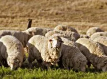 Deschide ferma proprie a deveni un fermier de la zero