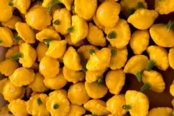 Squash - plantare și îngrijire