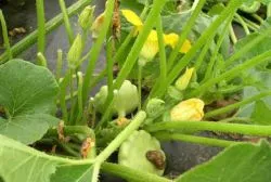 Squash - plantare și îngrijire