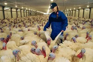 Deschide ferma proprie a deveni un fermier de la zero