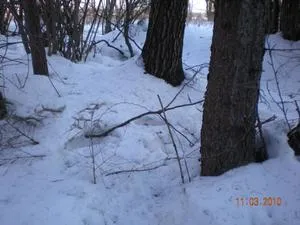 Vânătoare de mistreți și iepuri de câmp cu o buclă, cum să capcană pe mâini