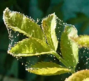 Acarianul păianjen pe trandafirul și alte plante pentru a scăpa
