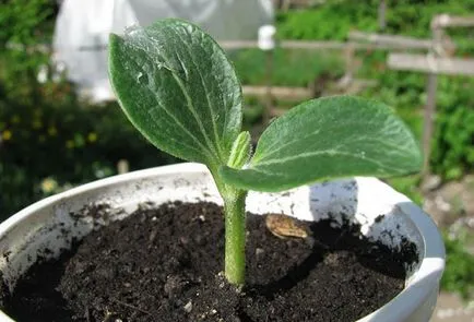 plantare de squash și de îngrijire în câmp deschis, baza tehnicilor agricole (plantare) plantare de squash și de îngrijire în câmp deschis, baza tehnologiei agricole