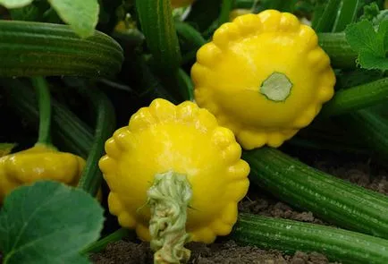 plantare de squash și de îngrijire în câmp deschis, baza tehnicilor agricole (plantare) plantare de squash și de îngrijire în câmp deschis, baza tehnologiei agricole