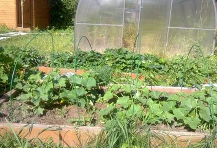 plantare de squash și de îngrijire în câmp deschis, baza tehnologiei agricole (suc de fructe) plantare de squash și de îngrijire în câmp deschis, baza tehnologiei agricole