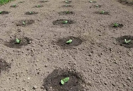 plantare de squash și de îngrijire în câmp deschis, baza tehnologiei agricole (suc de fructe) plantare de squash și de îngrijire în câmp deschis, baza tehnologiei agricole