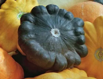 plantare Squash, cultivare și întreținere (în creștere formează bucșa) plantare de squash, cultivare și întreținere