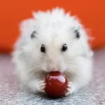 hamsteri de putere poate și nu se poate