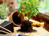 transplant Ficus la modul acasă și când să facă (condițiile) transplant Ficus la modul acasă și când să facă