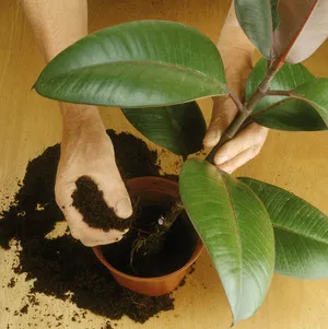 Transplantul de ficus și udare după cumpărare - femei s zi (de cumpărare) Transplantul de ficus și udare după cumpărare - zi femeie s
