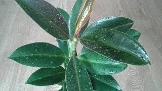 transplant Ficus acasă atunci când și cum