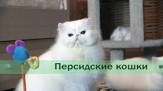 Imaginea pisică persană, descriere rasa, caracter, culoare (caracter) Imagine pisică persană, descriere rasa, caracter, culoare