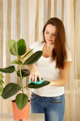 transplant Ficus acasă atunci când și cum