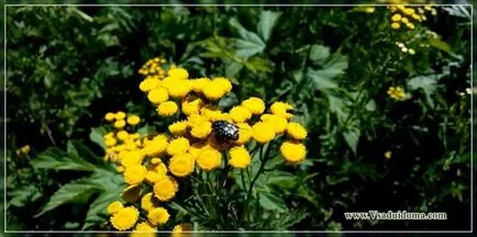Tansy (foto) - ambele arata bine și în creștere, site-ul de grădină, cabana și plante de apartament