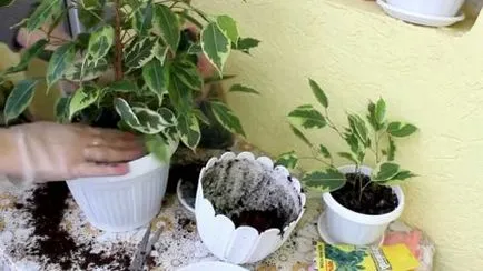 transplant Ficus la modul acasă și când să facă (Ficus) transplant Ficus la modul acasă și când să facă