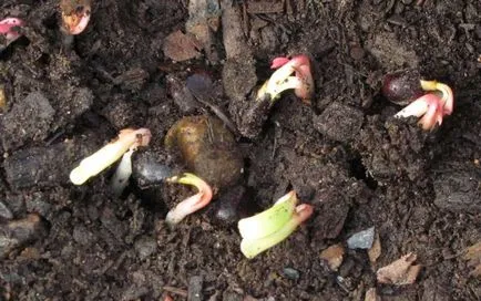 Bujorii de la cultivarea de semințe - instrucțiuni detaliate