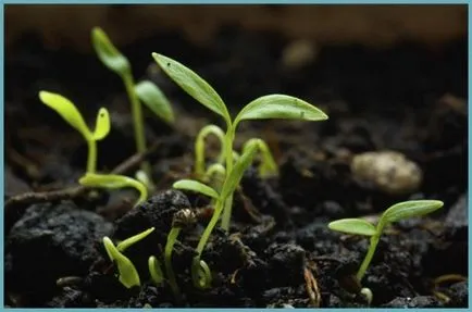 Cultivarea Pătrunjel și întreținere în câmp deschis (în aer liber) Cultivarea Pătrunjel și întreținere în câmp deschis