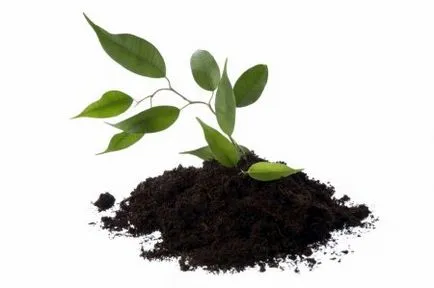 transplant Ficus la modul acasă și când să facă (Ficus) transplant Ficus la modul acasă și când să facă