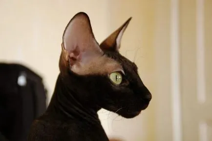 Peterbold Petersburg Sphinx sau o descriere rasa (descriere) Peterbald sau Sankt Petersburg Sphynx descriere rasa
