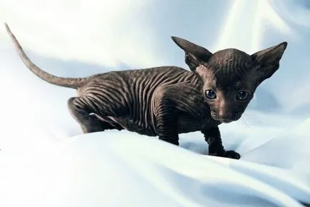 Peterbold sau descriere rasa Petersburg Sphinx (peterbold Petersburg Sphinx) Peterbald sau Sankt Petersburg Sphynx descriere rasa